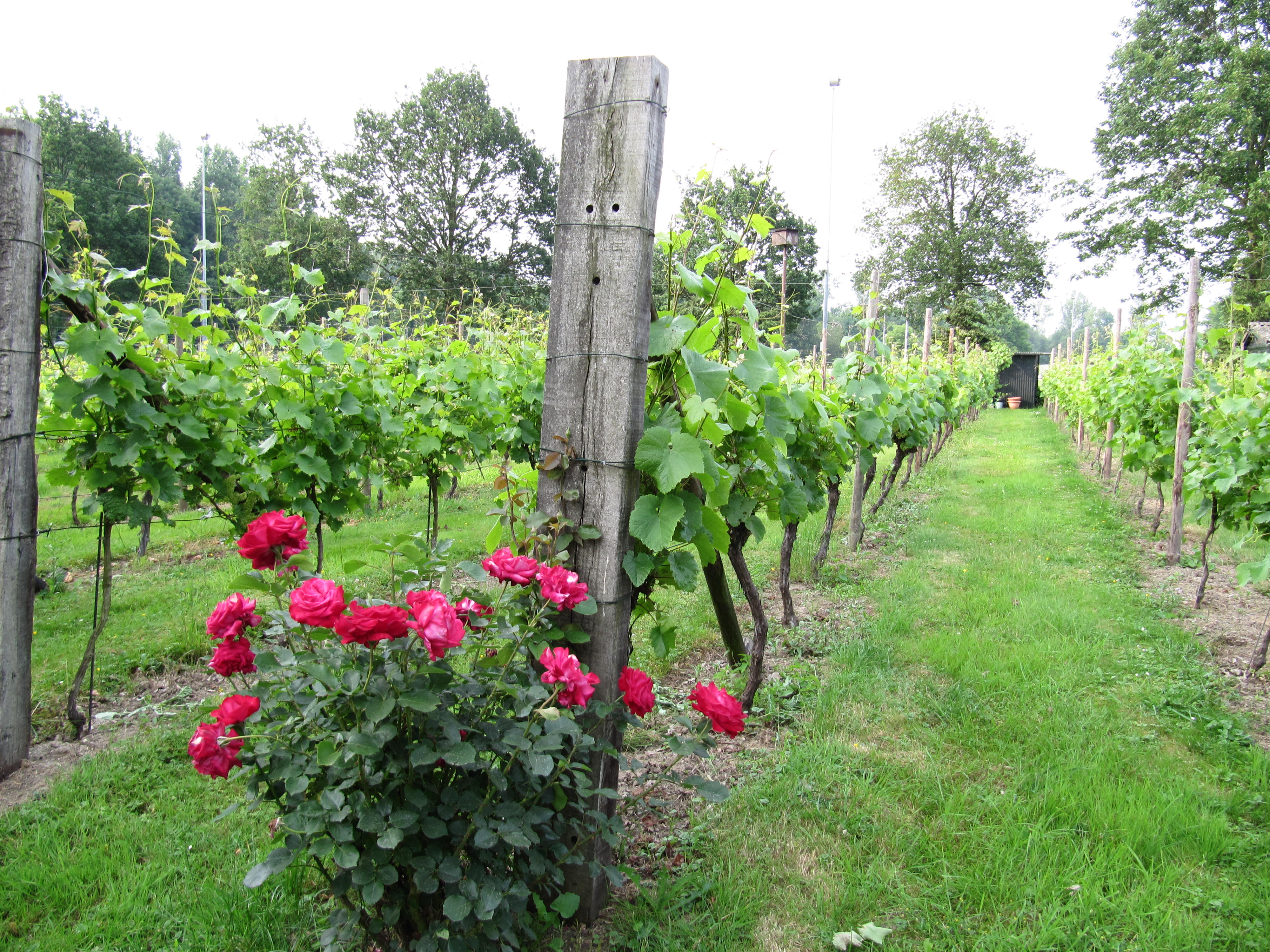 Wijngaard Grasbroek